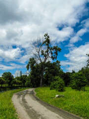 Beautiful summer landscape by the water surface on a Sunny summer day