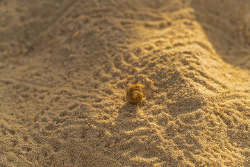 a picture of a conch shell on the beach.