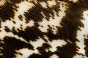 Beautiful Bright Black, White and Grayish with Stripes and Dots Feather Close up Detail Texture. Abstract Pattern Background