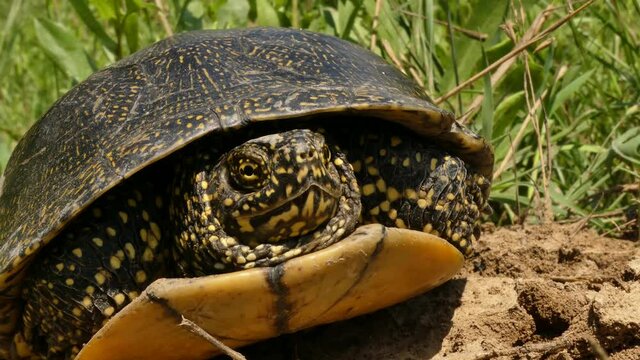 European pond turtle (Emys orbicularis) lives in the fresh waters of Eurasia. Very rare in some countries.
