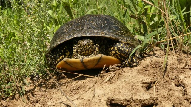 European pond turtle (Emys orbicularis) lives in the fresh waters of Eurasia. Very rare in some countries.