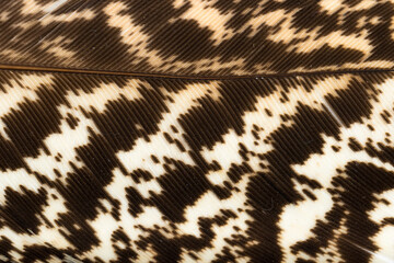 Beautiful Bright Black, White and Grayish with Stripes and Dots Feather Close up Detail Texture. Abstract Pattern Background