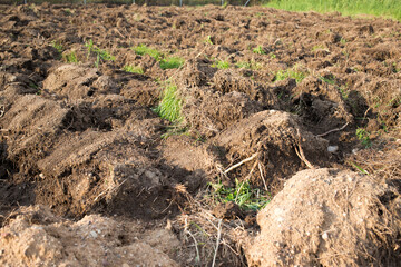 Field