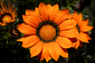Gros plan sur une gazania