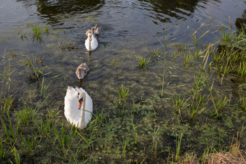 Family of swans.