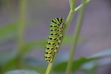 Caterpillar relaxing  