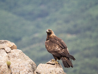 Aguila real (Aquila chrysaetos)
