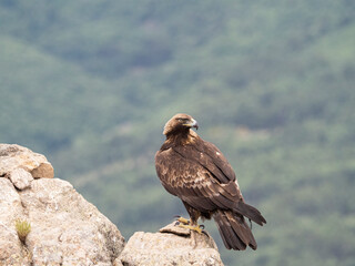 Aguila real (Aquila chrysaetos)