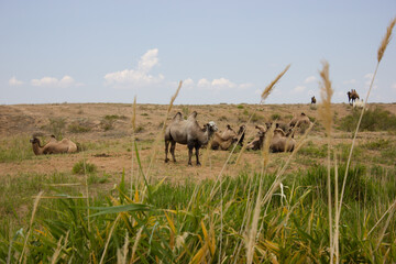 A camel pack in steppe with sand, grass and blue sky.