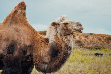 A camel close up portrait.