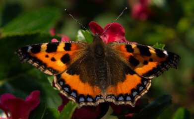 Tortoise Shell Butterfly perches on pink summer flowers in bright sunshine in rural Northern Ireland 