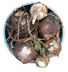colocasia seed in the bowl