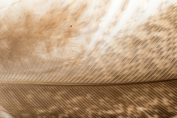 Beautiful Bright Interior Warm Peacock Feather Close up Detail Texture. Abstract Pattern Background