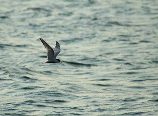 Caspian Tern Flying Over the Water Fishing