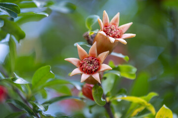 Gros plan sur des fleurs de grenadier
