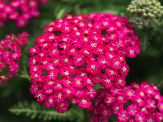 Closeup of the inflorescence of bright pink garden yarrow, Achillea millefolium © AngieC