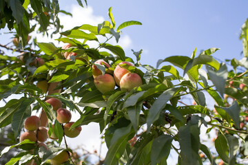 Peaches in the orchard.