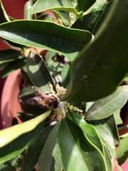Fototapeta premium green leaves on a branch