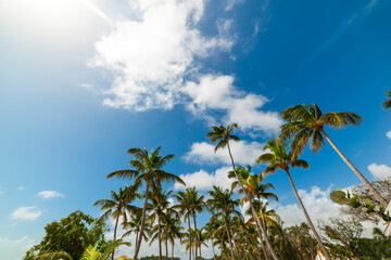 Fototapeta na wymiar Coconut Palm trees under a blue sky in Guadeloupe