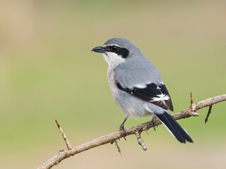 Alcaudon real (Lanius meridionalis)
