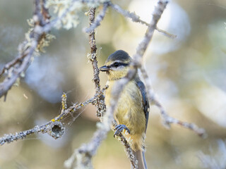 Herrerillo comun (Cyanistes caeruleus)