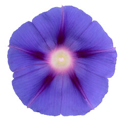 ipomoea flower isolated