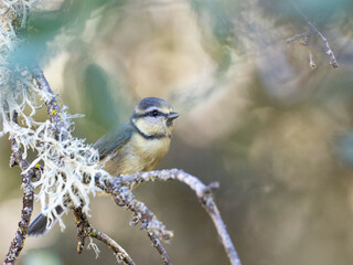 Herrerillo comun (Cyanistes caeruleus)