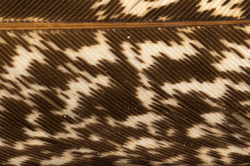 Beautiful Bright Black, White and Grayish with Stripes and Dots Feather Close up Detail Texture. Abstract Pattern Background