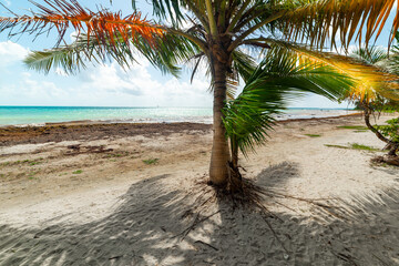 Palm trees in Le Saline beach in Guadeloupe