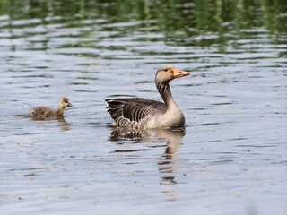 Ansar comun (Anser anser)