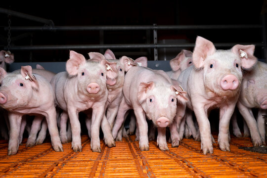 Ferkelaufzucht - niedliche Ferkel mit neugierigem Blick im Flatdeckstall.  