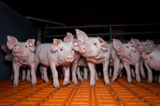 Ferkelaufzucht - niedliche Ferkel mit neugierigem Blick im Flatdeckstall.  