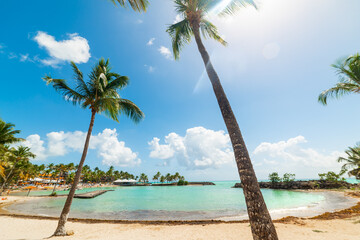 Palm trees and white sand in Bas du Fort beach in Guadeloupe