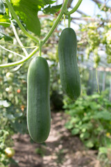 Cucumbers.