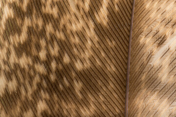 Beautiful Bright Black, White and Grayish with Stripes and Dots Feather Close up Detail Texture. Abstract Pattern Background