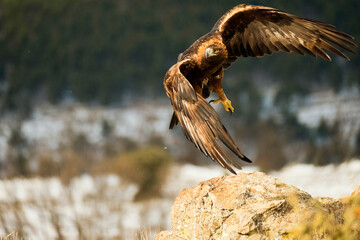 Aguila real (Aquila chrysaetos)