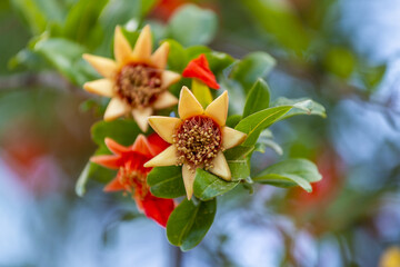 Gros plan sur des fleurs de grenadier