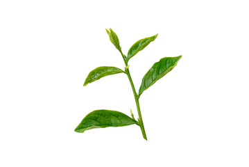 Green leaves isolated on white background