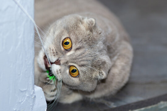 A grey cat plays with a toy on a rope around the corner.
