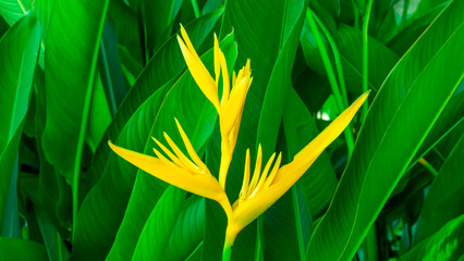 Yellow bird of paradise flower With a green background of leaves