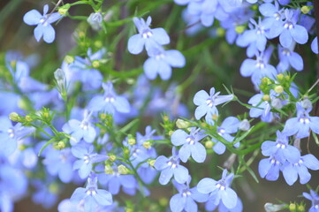 forget me not flowers