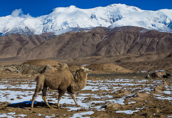 Camel at Karakorum Highway Xinjiang China 