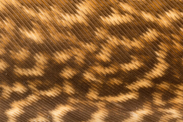 Beautiful Bright Black, White and Grayish with Stripes and Dots Feather Close up Detail Texture. Abstract Pattern Background