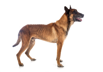 malinois in studio