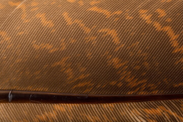 Beautiful Bright Black, White and Grayish with Stripes and Dots Feather Close up Detail Texture. Abstract Pattern Background