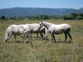 Obraz premium Chevaux à La Roque-d'Anthéron 