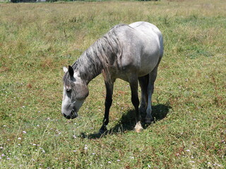 Cheval à La Roque-d'Anthéron 