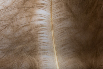Beautiful Bright Interior Warm Peacock Feather Close up Detail Texture. Abstract Pattern Background