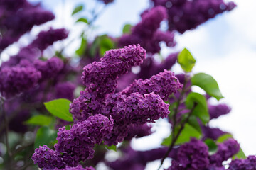 Lilac flower bloom. Spring. Background for spring card.