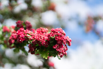 Flowering medicinal plant of hawthorn. Summer.Flowering tree.